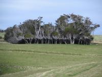 Albums/20060200-New Zealand 2006/20060313-Catlins/3